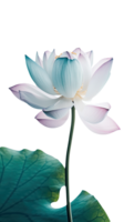 verbazingwekkend beeld van mooi bloeiend lotus bloem met bladeren Aan PNG achtergrond. generatief ai.