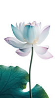 surpreendente imagem do lindo florescendo lótus flor com folhas em png fundo. generativo ai.