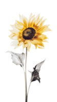 Watercolor Beautiful Sunflower on Transparent Background. . png