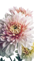 Closeup Image, Water Droplets of Chrysanthemum Flowers on Transparent Background. . png