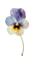 Watercolor Pansy Flower on Transparent Background. . png