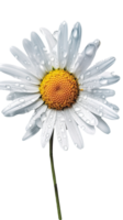 Stunning Image Water Droplets of Blossom Daisy Flower on Transparent Background. . png