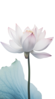 verbazingwekkend beeld van mooi bloeiend lotus bloem met bladeren Aan PNG achtergrond. generatief ai.