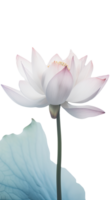 incroyable image de magnifique épanouissement lotus fleur avec feuilles sur png Contexte. génératif ai.