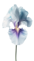 increíble imagen de hermosa iris flor con agua gotas en png antecedentes. generativo ai.