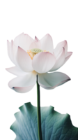 incroyable image de magnifique épanouissement lotus fleur avec feuilles sur png Contexte. génératif ai.