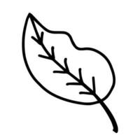 Hand drawn line art of leaf. Decorative floral element in doodle style vector