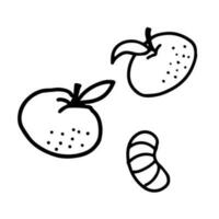 Hand drawn outline illustration of tangerines. Christmas element in doodle style vector