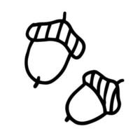 Hand drawn outline illustration of acorns. Oak nut in doodle style vector