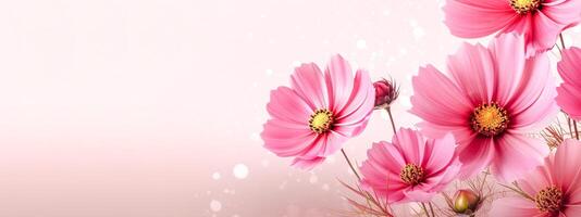 red gerbera flowers on a pink background, banner with copy space, made with photo