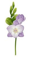 hermosa púrpura fresia flor en un aislado antecedentes. diseño elemento para Boda invitaciones, tarjetas Clásico floral de floreciente fresia vector