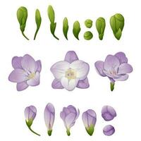 Set of beautiful white freesia flower. Lots of flowers. Printing for textiles. Spring white flowers. Summer delicate flowers vector