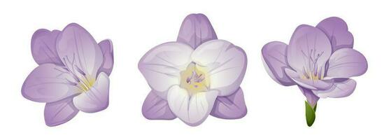 Set of freesia flowers. Great for decor and spring decoration. vector