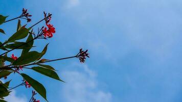 The lovely asoka blossom is captured against a clear blue sky. photo