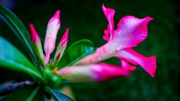 gorgeous pink frangipani flowers that have recently blossomed in a house. photo