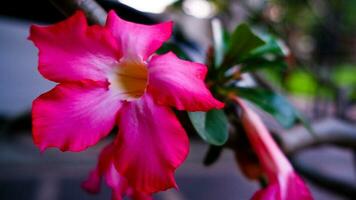 gorgeous pink frangipani flowers that have recently blossomed in a house. photo