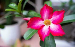 gorgeous pink frangipani flowers that have recently blossomed in a house. photo