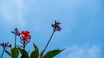 el encantador asoka florecer es capturado en contra un claro azul cielo. foto