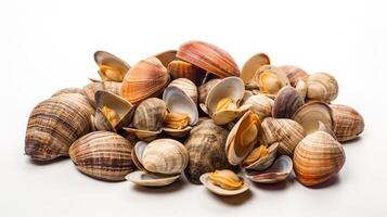 Closed up fresh baby clams, venus shell, shellfish, carpet clams, short necked clams on white background variation 2 photo