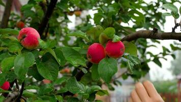 une main cueille une pomme rouge d'un arbre, gros plan video