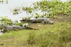 Gators in the wild of the wetlands or swamplands known as the Pantanal in Mato Grosso, Brazil photo