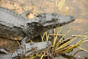 caimanes en el salvaje de el humedales o pantanos conocido como el pantanal en mato asqueroso, Brasil foto