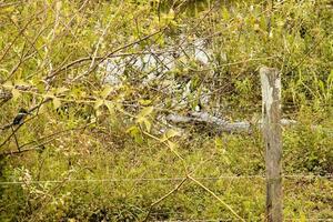 Gators in the wild of the wetlands or swamplands known as the Pantanal in Mato Grosso, Brazil photo