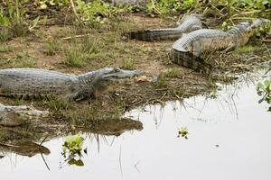 Gators in the wild of the wetlands or swamplands known as the Pantanal in Mato Grosso, Brazil photo
