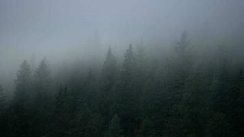 Italienisch Dolomiten. Nadelbaum Wald bedeckt durch Wolken. video
