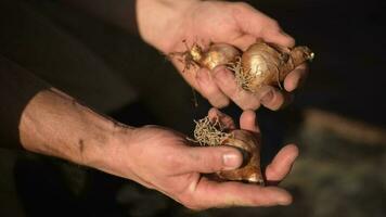 Gardener Planting Flowers in His Garden. Covering Flower Bulbs. Gardeners Hands Closeup. video