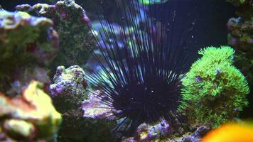 Marine Aquarium Soft Corals Closeup. Marine Life. video