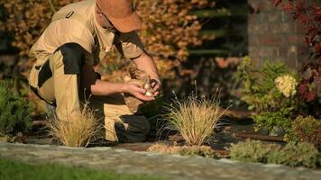 Caucasian Gardener in His 30s Planting New Flowers Covering Flower Bulbs Deep in the Soil. video