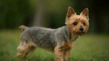 aboiement australien soyeux terrier Extérieur été portrait. national animal thème. la gauche côté copie espace. video