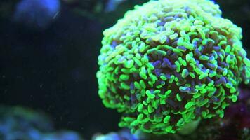 marin akvarium mjuk koraller närbild. marin liv. video