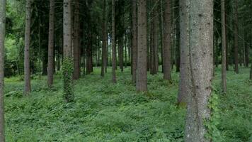 alpin Region Forstwirtschaft. Sommer- Zeit Nadelbaum Wald Landschaft. Fichte Wald. video