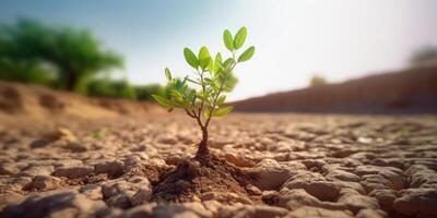 árbol crecimiento en agrietado tierra, planta en árido suelo a proteger global calentamiento y clima cambiar. generativo ai foto