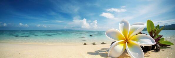 Plumeria Frangipani on tropical sea and beach blue sky background, Summer festive time. photo