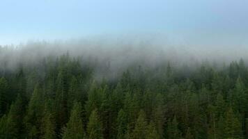 antenne beeldmateriaal van de coniferen Woud en de wolken voorbijgaan door. alpine het weer. video