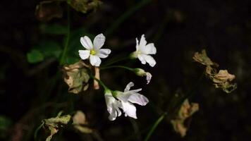 Nahansicht Weiß Wildblumen im schleppend Bewegung von ein hoch Winkel Aussicht video