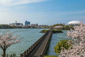 Cherry blossom at Kayoicho Park in Fukuoka, Kyushu, Japan photo