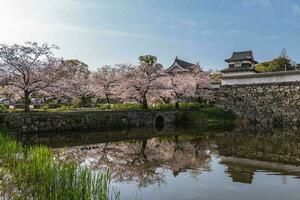 Fukuoka castle with cherry blossom in Fukuoka, Kyushu, Japan photo