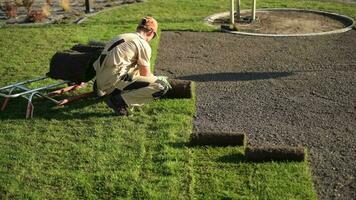 caucasiano território Relva instalador. substituindo velho gramado com fresco natural grama. video