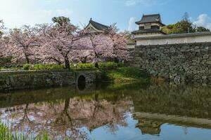 Fukuoka castle with cherry blossom in Fukuoka, Kyushu, Japan photo