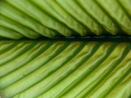 close up, photo of leaf texture