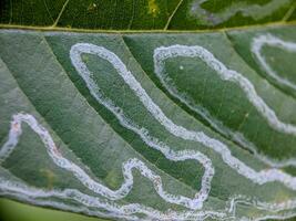 close up, photo of leaf texture