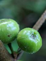 close up, photo of forest plant fruit