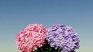 picture of flowers in a vase photo