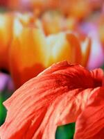 close up, macro photography of plants, flowers photo