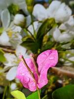 close up, macro photography of plants, flowers photo