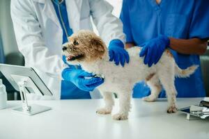 Veterinarian doctor and shih tzu dog at veterinary ambulance photo